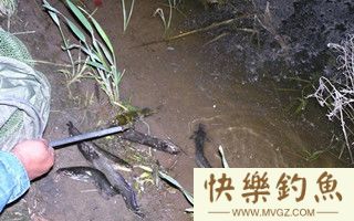 野钓鲶、黄颡鱼的实用性技巧攻略