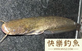 秋钓鲶鱼的饵料选择及钓具搭配