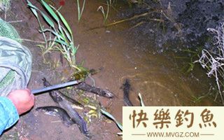 秋季钓鲶鱼的用饵技巧及钓法