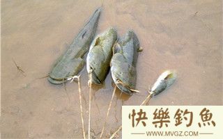 秋季钓鲶鱼的选时选饵选位技巧