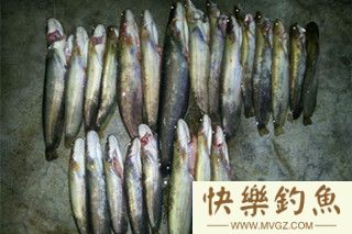 秋季钓鲶鱼和黄颡鱼的用饵技巧