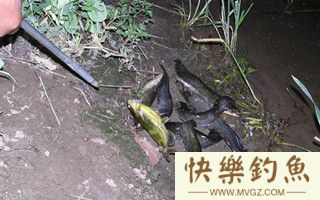 初秋夜钓鲶鱼的用饵选择及装钩技巧