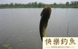 夏末阴雨天钓鲶鱼和黄颡鱼的技巧