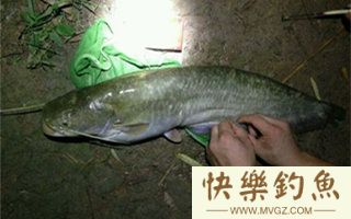 盛夏夜钓鲶鱼的饵料选择和装钩技巧