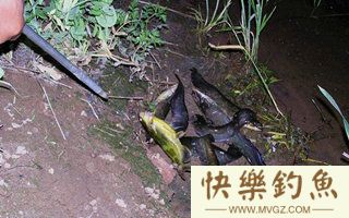 野钓鲶鱼的钓具配置技巧和垂钓要点