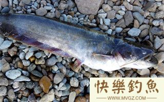 夏钓鲶鱼的选时选位与钓法的注意