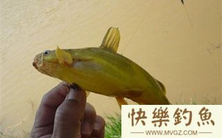 夏季阴雨天钓黄颡鲶鱼的技巧