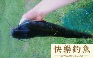 鲶鱼的钓法及用饵、选位注意事项