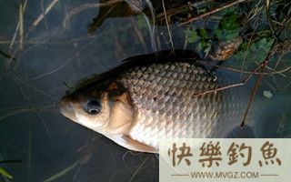 钓鱼高手的野钓鲫鱼经验总结