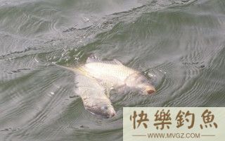 北方冬天野钓鲫鱼经验总结