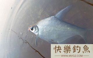 老钓友野钓鳊鱼用饵打窝及钓法总结