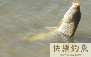 冬季野钓鲤鱼的五个钓位选择