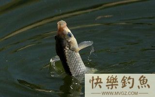 高手分享冬季野钓鲫鱼实用技巧