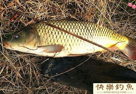 传统钓之冬季打窝的要点
