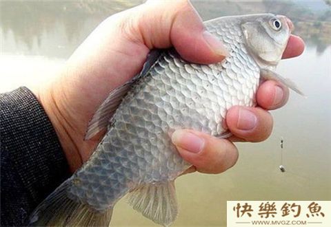 冬季钓鲫鱼调漂、钓法技巧及注意事项