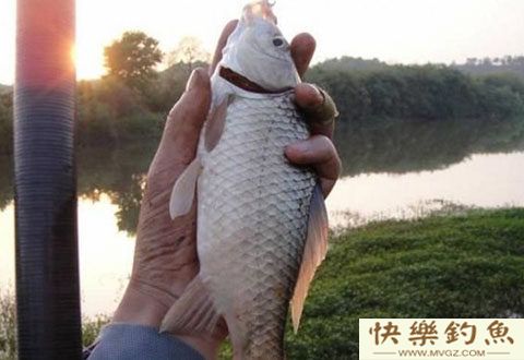秋末初冬鱼口弱，避免空军的逗钓技巧