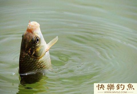 冬季钓鱼，该如何用蚯蚓调漂，你知道多少？