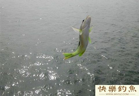 冬季采用走钓方式，会如何呢？
