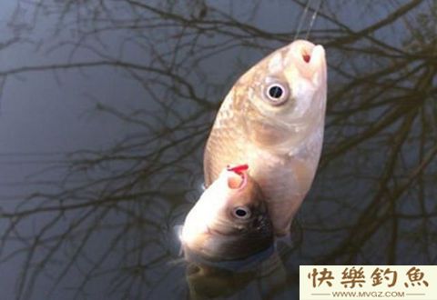冬季钓鱼鱼口轻，应该如何作钓