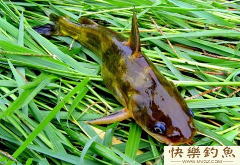 冬天钓鲫鱼，钓鱼人需要注意这四点