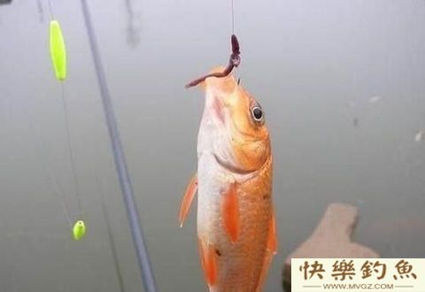 初冬季节钓鱼需要知道这几个小技巧