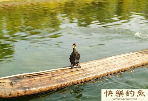 冬季野外钓鱼到底要不要加拉丝粉？