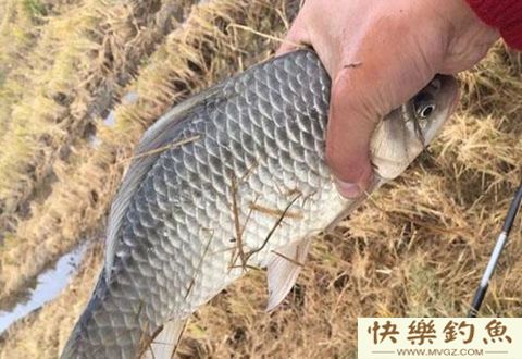 冬天垂钓鲫鱼这几个细节决定成败