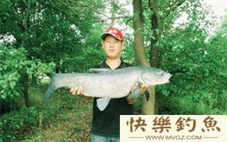 初夏钓青鱼的五个实用技巧
