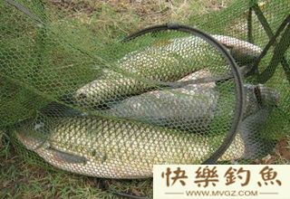 夏季水库钓青鱼的4个技巧
