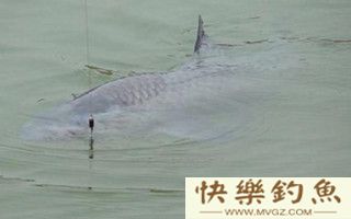 冬季钓青鱼的选位用饵及注意事项