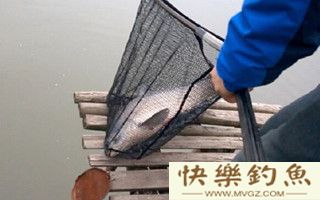 浅谈冬季鱼塘钓青鱼的技巧