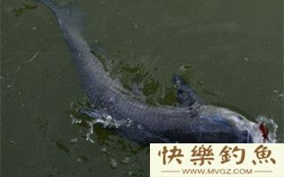 秋季水库手竿钓青鱼的技巧分析