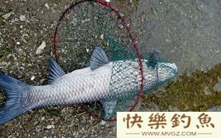 水库钓青鱼的选位打窝用饵技巧
