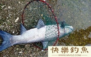 水库钓青鱼的选位打窝用饵技巧及钓法