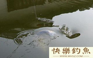 夏季手竿钓青鱼的选位用饵及遛鱼技巧