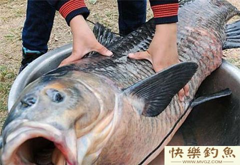 冬天钓青鱼从出钓到溜鱼的全方位攻略
