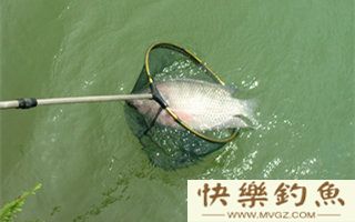 夏钓罗非鱼的选位用饵及垂钓要点