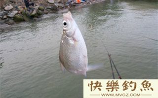 夏季库钓鳊鱼攻略（选位、用饵、钓法）