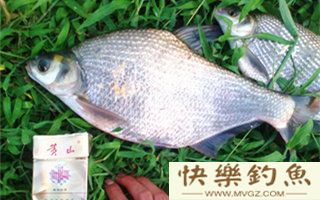 夏天水库钓鳊鱼的四个实用技巧