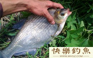 夏天钓鳊鱼的选位选饵技巧及钓法要点
