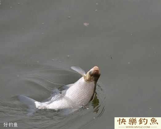 冬季钓鳊鱼钓位选择及鱼饵配制技巧