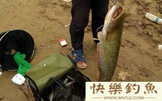 爆炸钩挂白条巧钓鲶鱼技巧