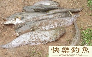 钓友分享鲶鱼的打窝技巧汇总
