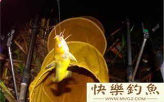 夏钓黄颡、鲶鱼的选时选点及用饵技巧