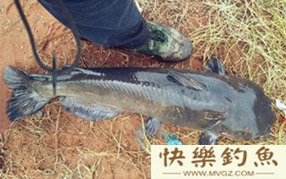 垂钓鲶鱼的选时、钓具、择饵技巧