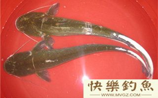 图文详解塘鲺、鲶鱼的区别介绍