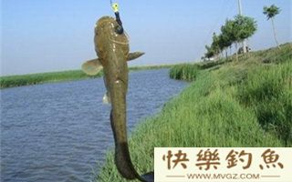 野钓鲶鱼的六个技巧钓法详解