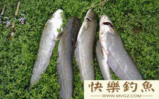钓鲶鱼的珍藏之宝之乱石底钓组