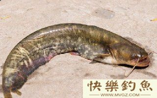 钓鲶鱼用什么饵料以及钓鲶鱼的技巧
