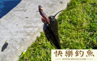 南方冬季垂钓鲶鱼的六个要领
